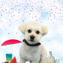 トイプードル×マルチーズMIX