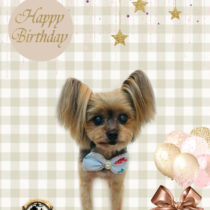 ヨークシャテリア