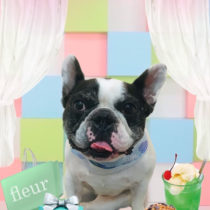 フレンチブルドッグ