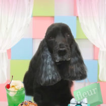 イングリッシュコッカースパニエル