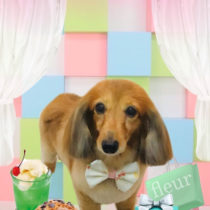 Mダックスフント