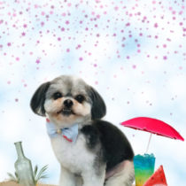 シーズー×マルチーズmix