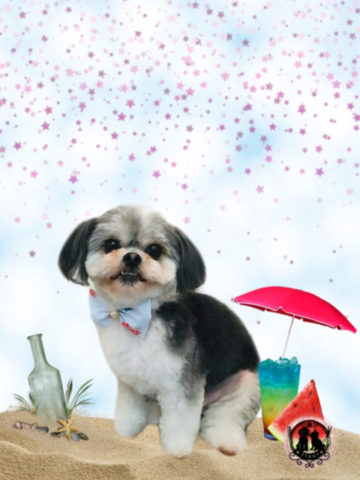 シーズー×マルチーズmix