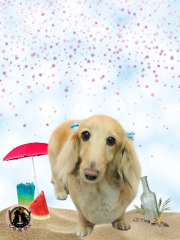 Mダックスフント