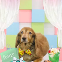 Mダックスフント