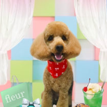 ミニュチュアプードル