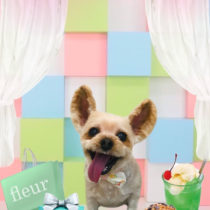 ヨークシャテリア