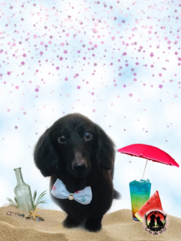 Mダックスフント