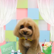 マルチーズ×トイプードルmix