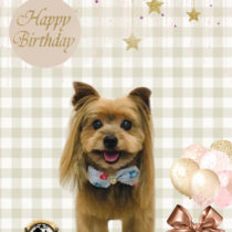 ヨークシャテリア