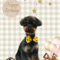 チワワ×トイプードルmix