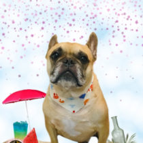 フレンチブルドッグ