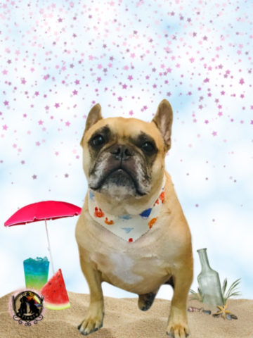 フレンチブルドッグ