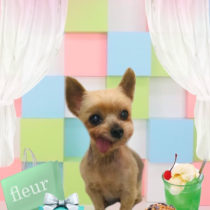 ヨークシャテリア