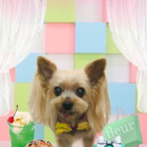 ヨークシャテリア