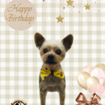 ヨークシャテリア