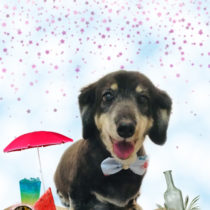 Mダックスフント