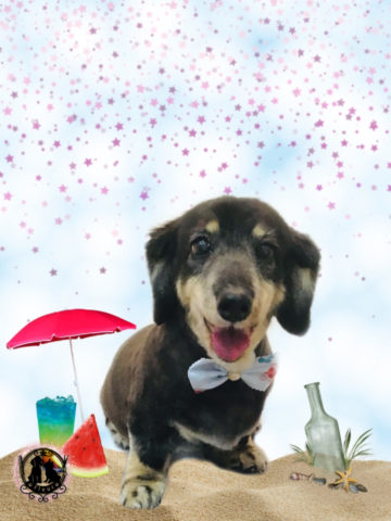 Mダックスフント