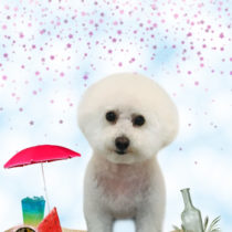 マルチ―ズ×トイプードルmix