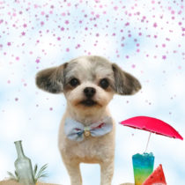 マルチーズ×チワワmix