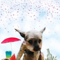 ヨークシャテリア