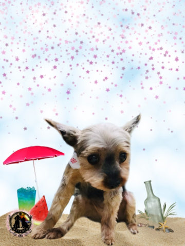 ヨークシャテリア