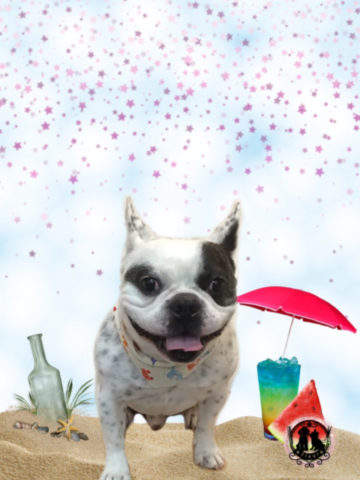 フレンチブルドッグ