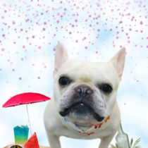 フレンチブルドッグ