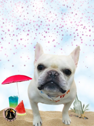 フレンチブルドッグ