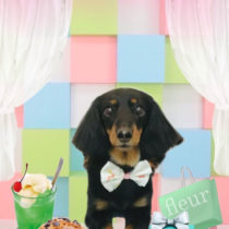 Mダックスフント