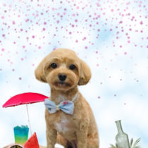 マルチーズ×トイプードルmix