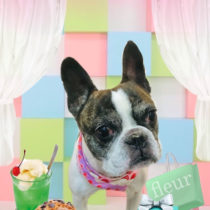 フレンチブルドッグ