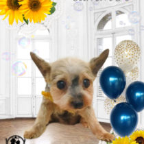 ヨークシャテリア