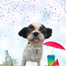 シーズー×チワワmix