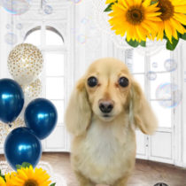 カニンヘンダックスフント