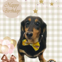 Mダックスフント