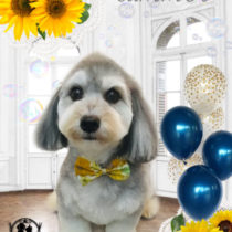 マルチーズ×Mダックスフントmix