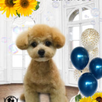 ポメラニアン×トイプードルmix