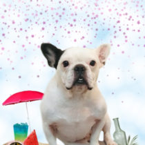 フレンチブルドッグ