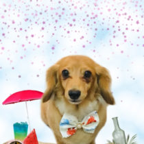 Mダックスフント