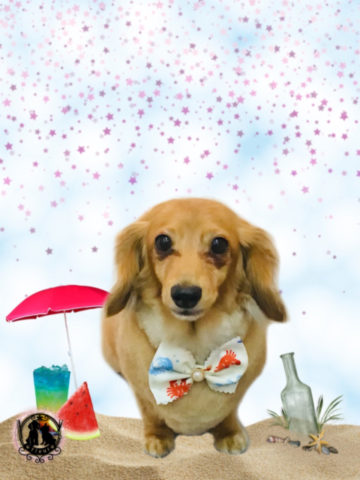 Mダックスフント