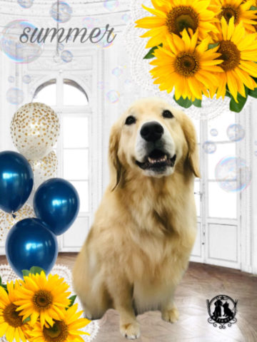 ゴールデンレトリバー