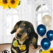 Mダックスフント