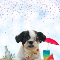 シーズー×チワワmix