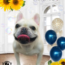 フレンチブルドッグ