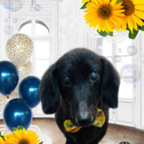 Mダックスフント