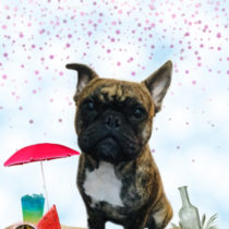 フレンチブルドッグ