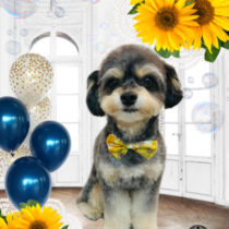 チワワ×トイプードルmix