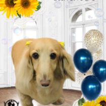 Mダックスフント