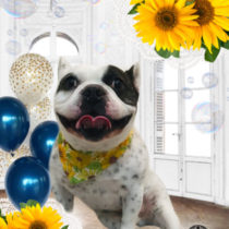 フレンチブルドッグ